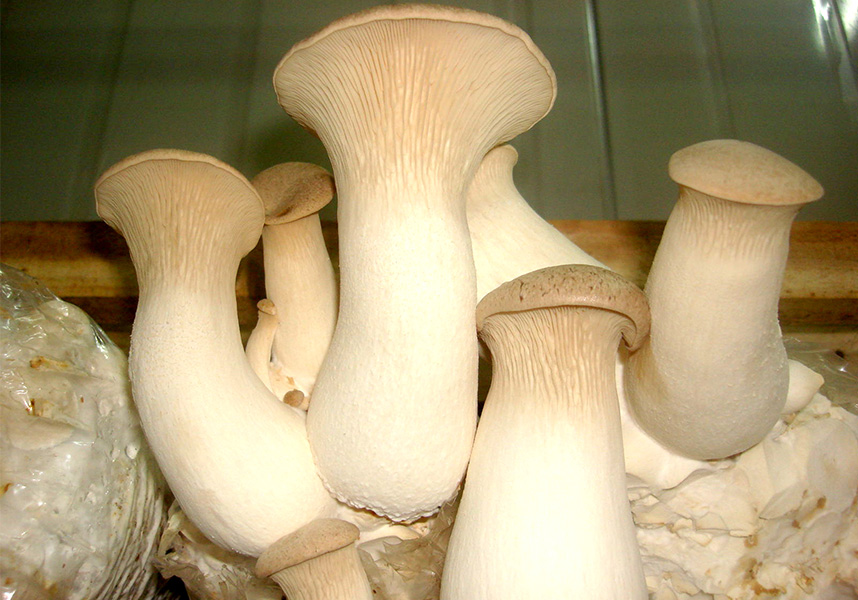 Benefits of Growing Mushrooms On A Log