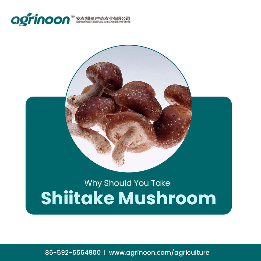  Promote the Growth of Your Business with High-Quality Chinese Shiitake Logs