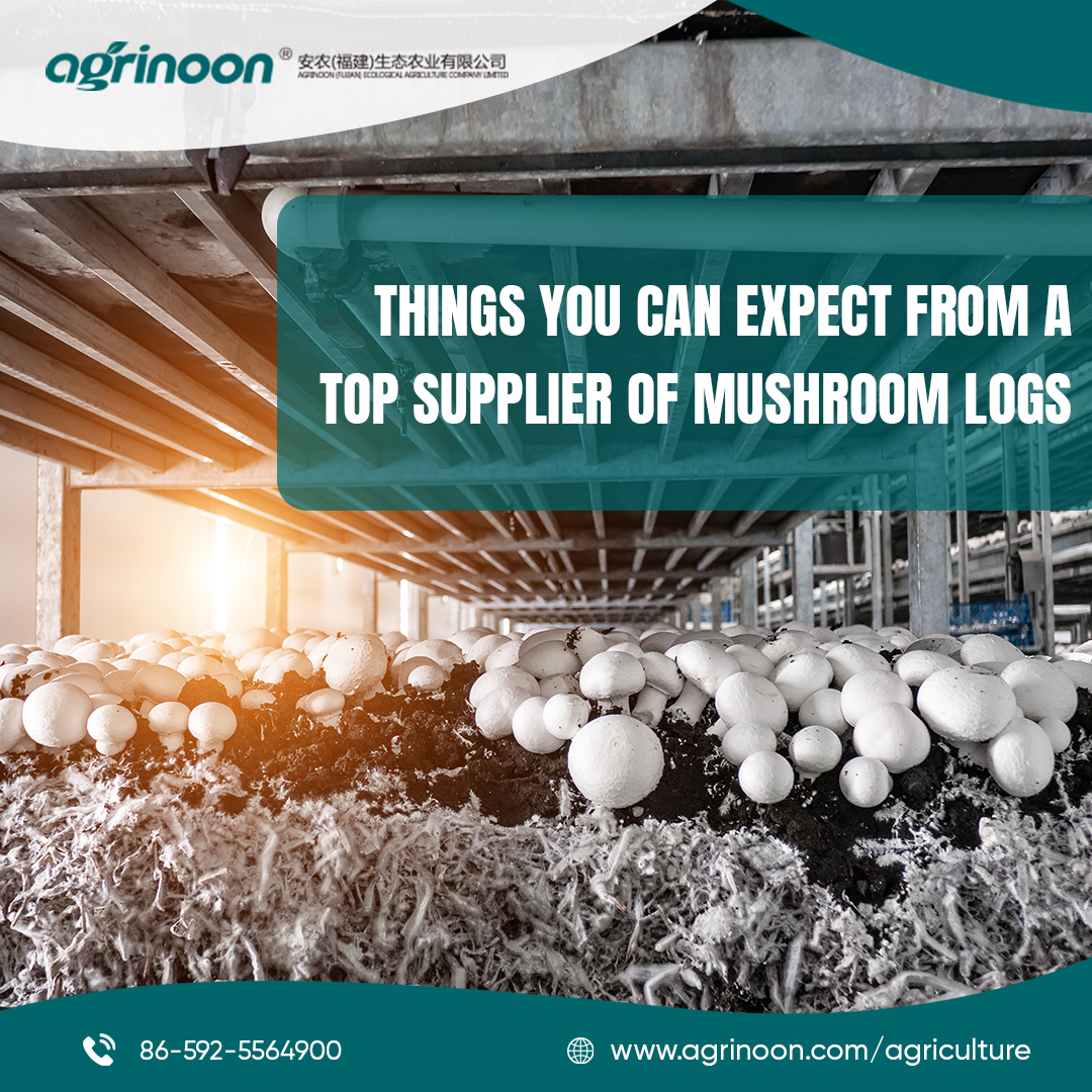We Are a Reliable Supplier of Mushroom Logs and Shiitake Seeds