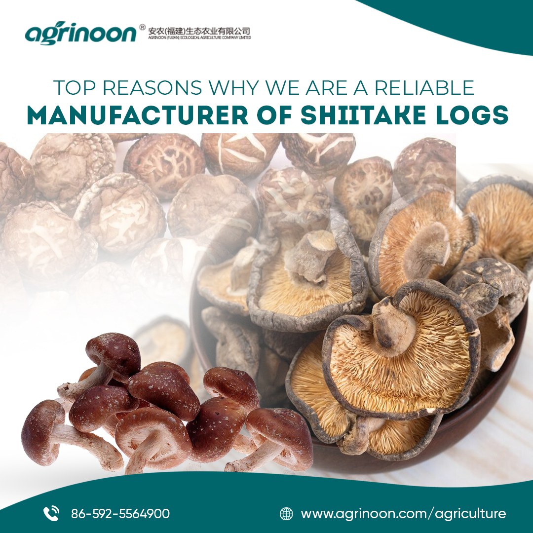 Purchase the Best-Quality Mushroom Logs from Us