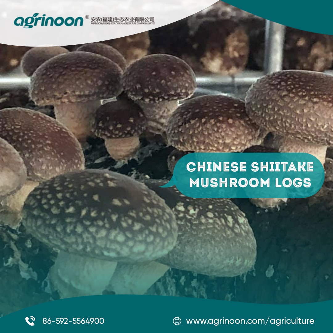 Unleashing the Hidden Potential of China Mushroom Logs