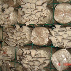 Oyster Mushroom Logs