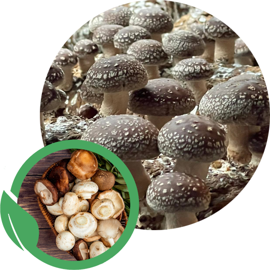 Agrinoon Mushroom