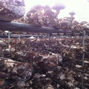 Shiitake Mushroom Spawn & Mushroom Logs