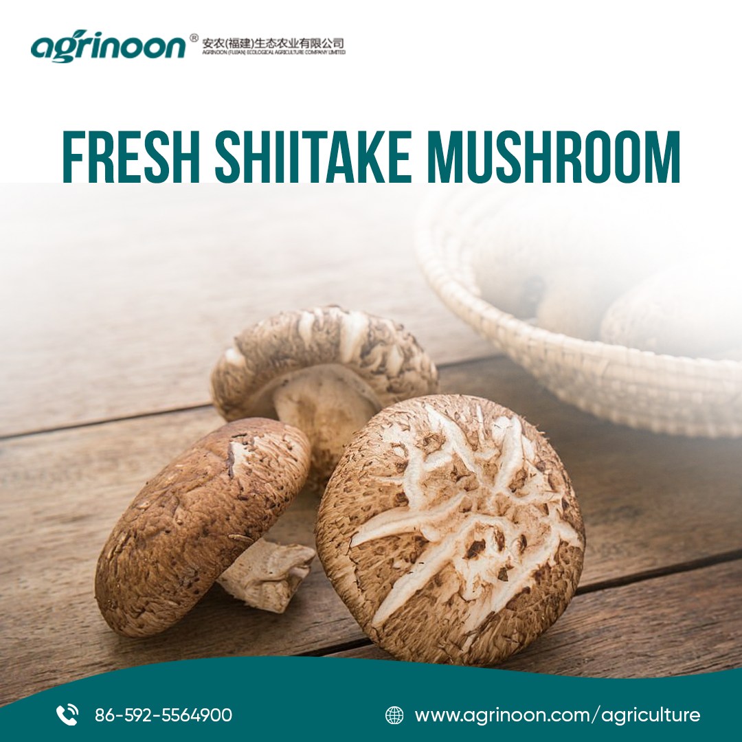 shiitake mushroom logs 
