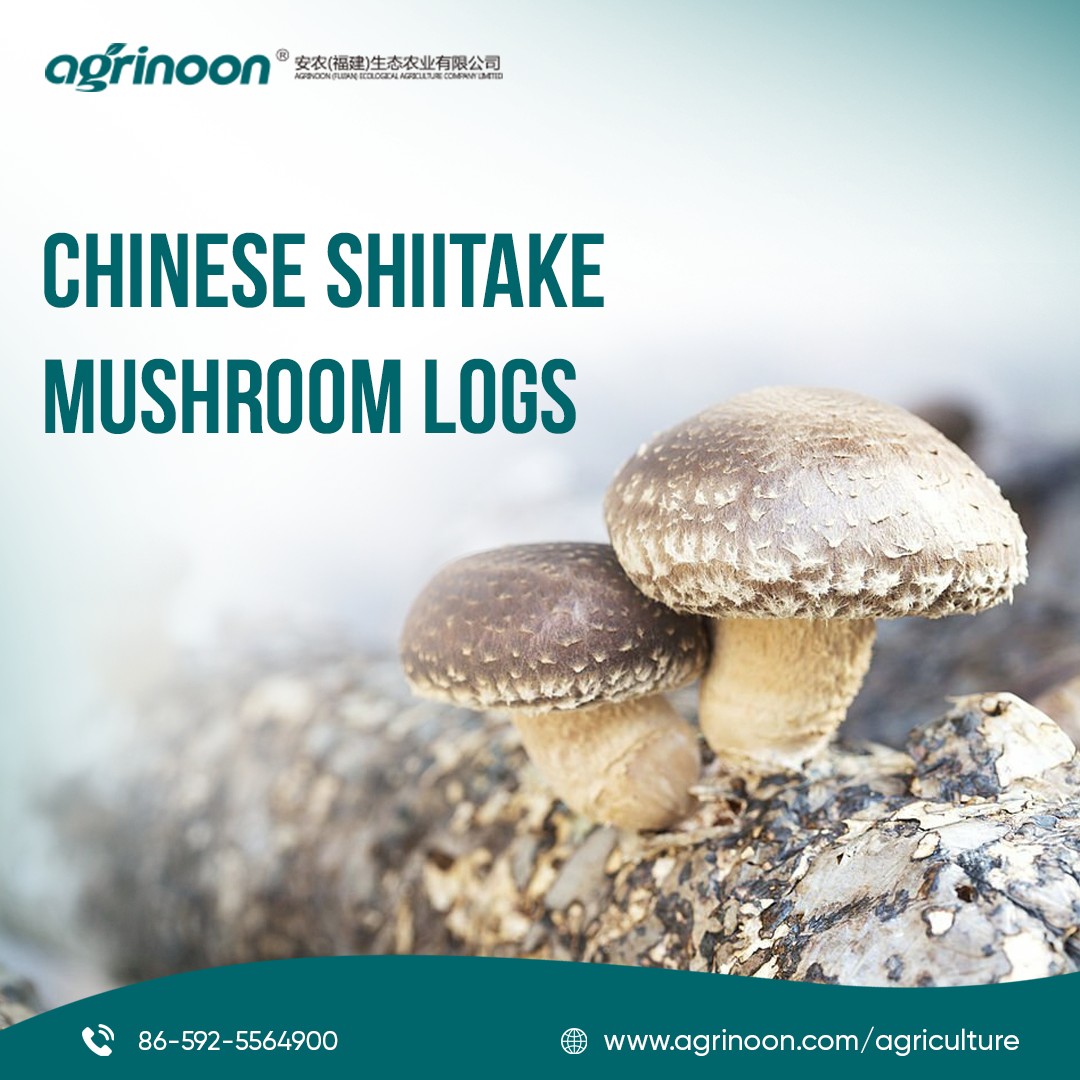 Chinese Shiitake Logs