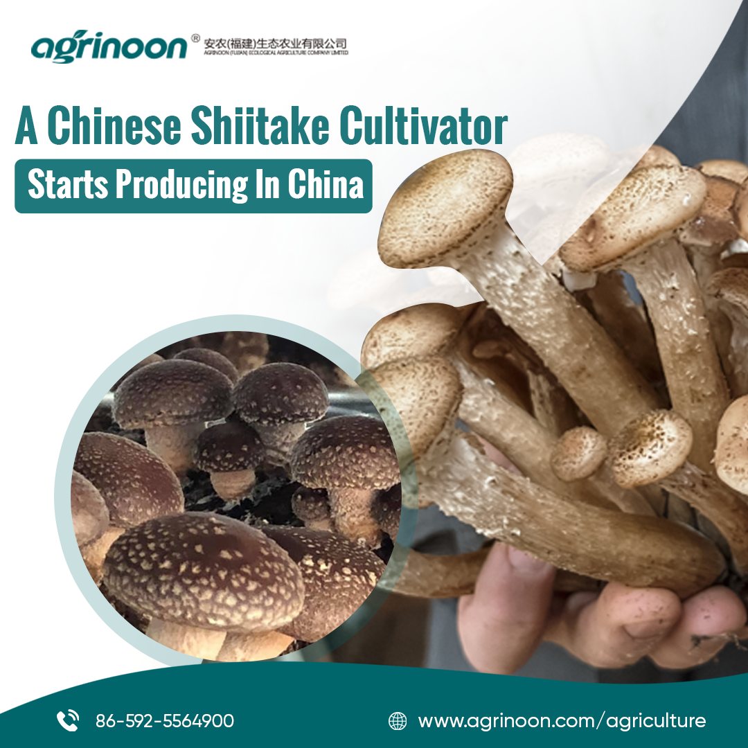 Shiitake Mushroom Logs